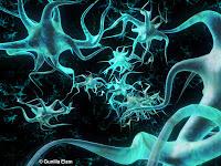 Plasticidad cerebral: las neuronas se organizan, se podan. se suicidan y se regeneran