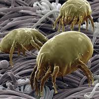 Los ácaros y la salud Los ácaros y la salud