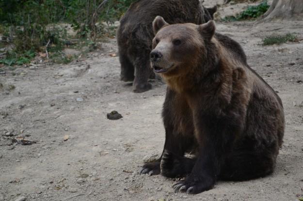 Osos pardos de los cárpatos - Reserva cercana a Brasov