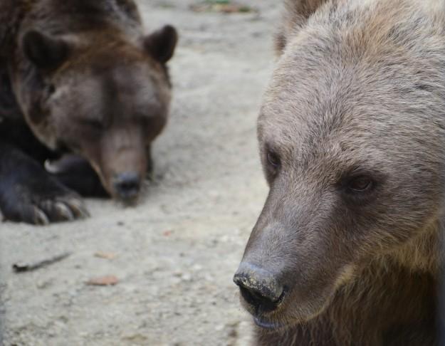 Osos pardos de los cárpatos - Reserva cercana a Brasov