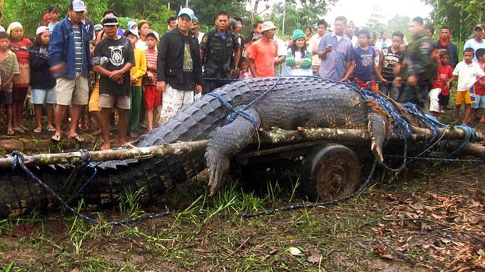 captura del cocodrilo Lolong - Filipinas