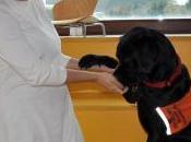 Terapia canina para alumnos Universidad