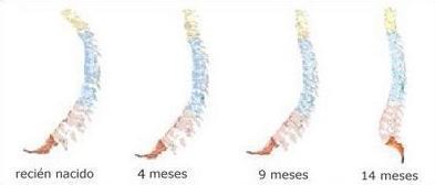 Portea, pero con seguridad Evolución columna de un bebé