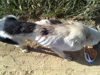 Cruce de mastín en pésimas condiciones.