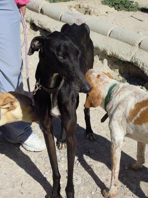 MALCOM, nuestro nuevo galgo. (Ladridos Vagabundos).
