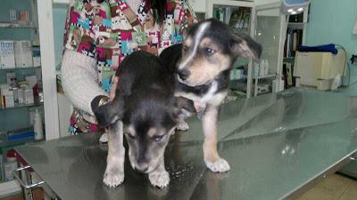 Perritos abandonados en una clínica veterinaria.