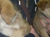 Perritos abandonados clínica veterinaria.