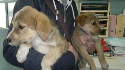 Perritos abandonados en una clínica veterinaria.