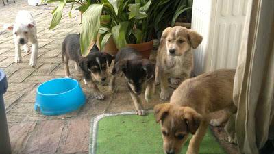 Perritos abandonados en una clínica veterinaria.