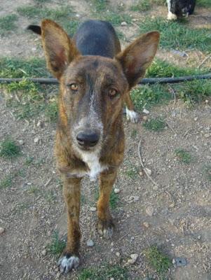 GUS, CRUCE DE PASTOR HOLANDÉS, URGE ENCONTRAR ACOGIDA O ADOPCION.‏