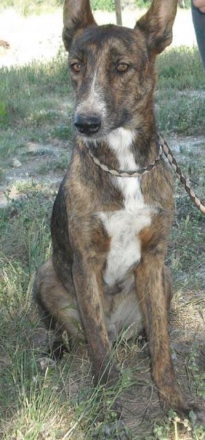 GUS, CRUCE DE PASTOR HOLANDÉS, URGE ENCONTRAR ACOGIDA O ADOPCION.‏