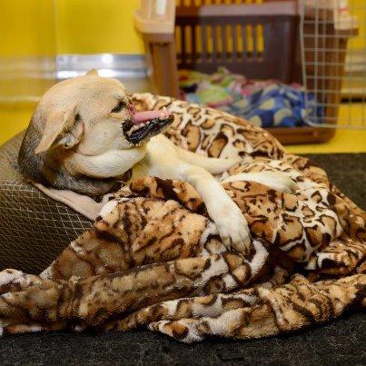 Foto: Hace tiempo que no doy noticias de Kabang  No hay mucho nuevo que contar esta en el periodo de reposo tras el tratamiento del gusano del corazón  En unas semanas ( 3-4) volvera a ser evaluada para ver si se le puede operar para reconstruirle su hocico