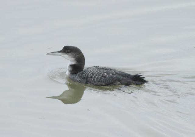 AVES Y FEBRERILLO EL LOCO- RESUMEN