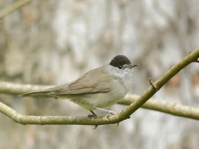 AVES Y FEBRERILLO EL LOCO- RESUMEN