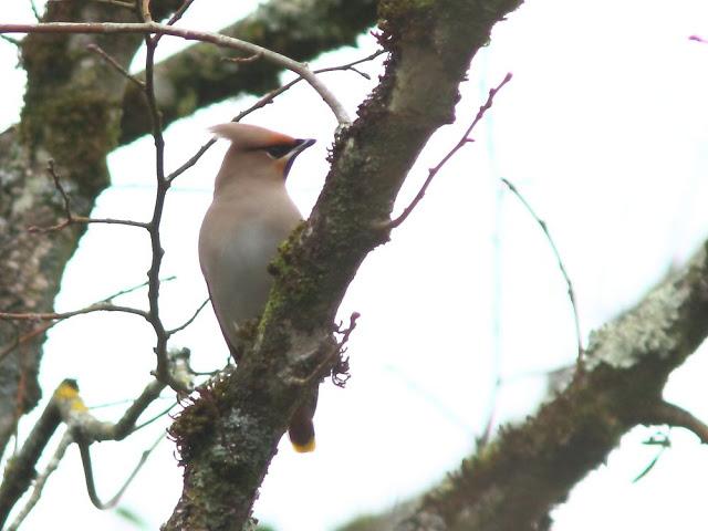 AVES Y FEBRERILLO EL LOCO- RESUMEN