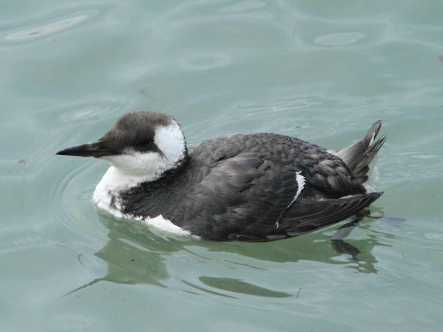 AVES Y FEBRERILLO EL LOCO- RESUMEN