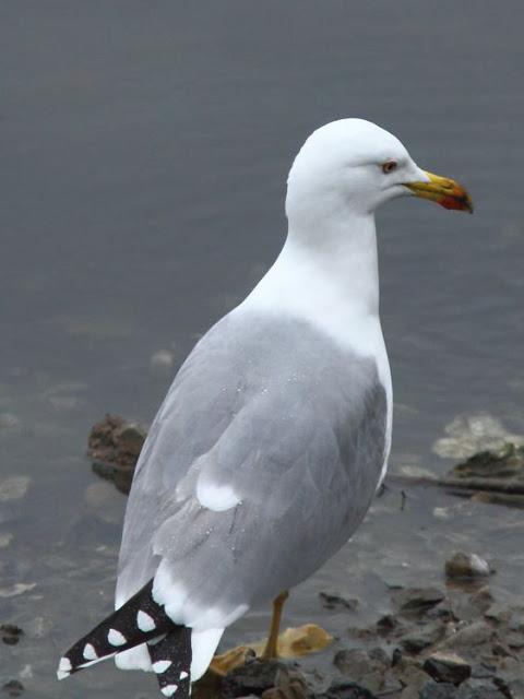 AVES Y FEBRERILLO EL LOCO- RESUMEN