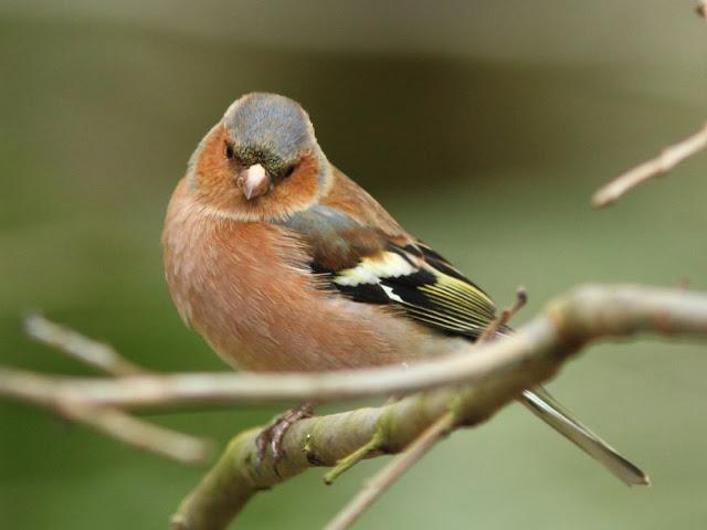 AVES Y FEBRERILLO EL LOCO- RESUMEN