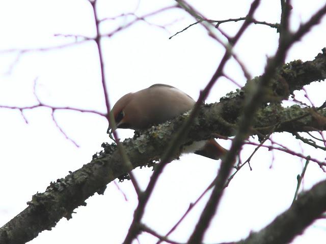 AVES Y FEBRERILLO EL LOCO- RESUMEN