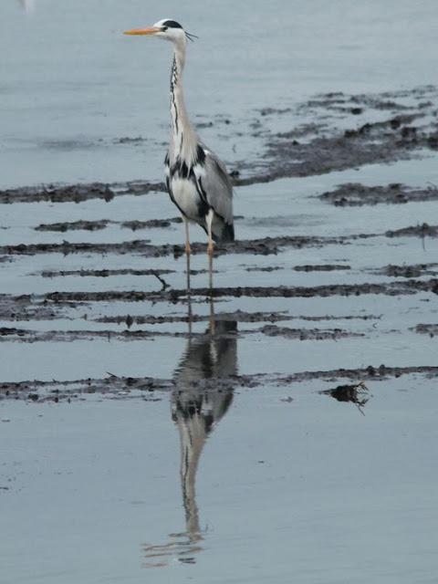AVES Y FEBRERILLO EL LOCO- RESUMEN