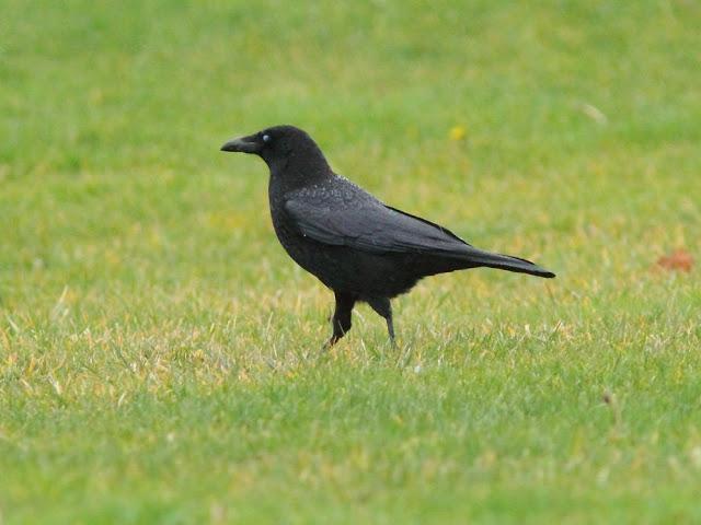 AVES Y FEBRERILLO EL LOCO- RESUMEN