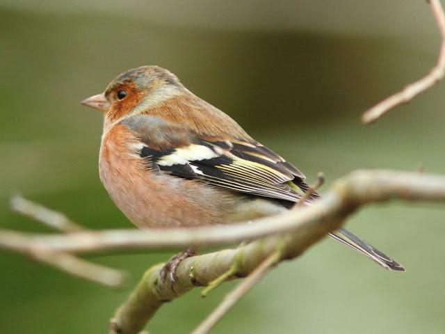 AVES Y FEBRERILLO EL LOCO- RESUMEN