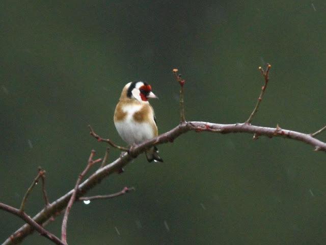 AVES Y FEBRERILLO EL LOCO- RESUMEN