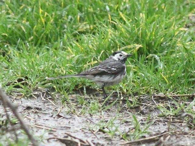 AVES Y FEBRERILLO EL LOCO- RESUMEN