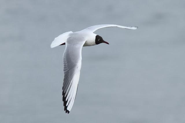 AVES Y FEBRERILLO EL LOCO- RESUMEN