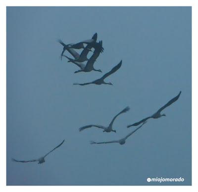 Grullas en la niebla