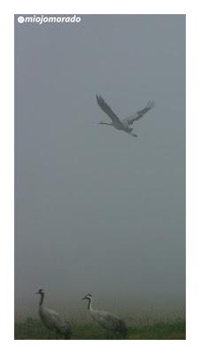 Grullas en la niebla