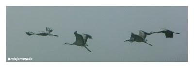 Grullas en la niebla