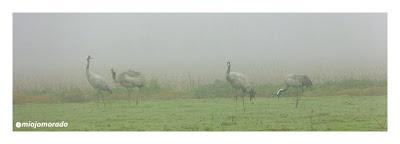 Grullas en la niebla