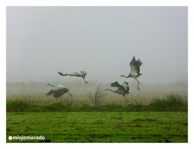 Grullas en la niebla