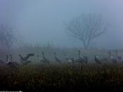 Grullas niebla