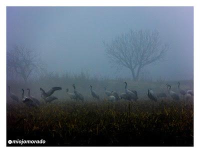 Grullas en la niebla