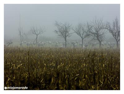 Grullas en la niebla