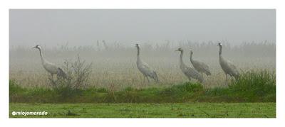Grullas en la niebla