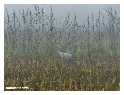 Grullas en la niebla