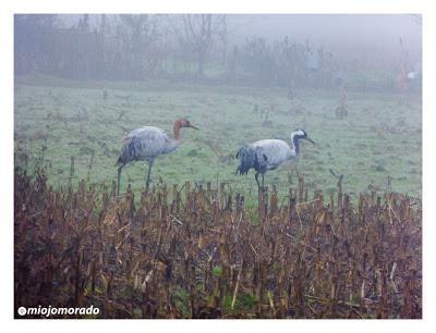 Grullas en la niebla