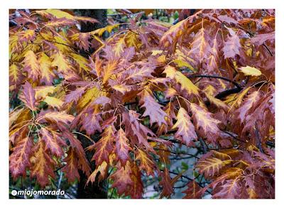 Autumn pics