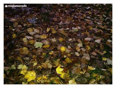 Autumn pics