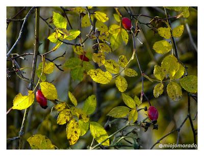 Autumn pics