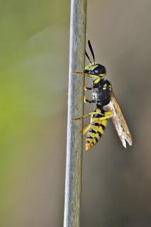 Philanthus triangulum (Fabricius,1775) lobo de las abejas