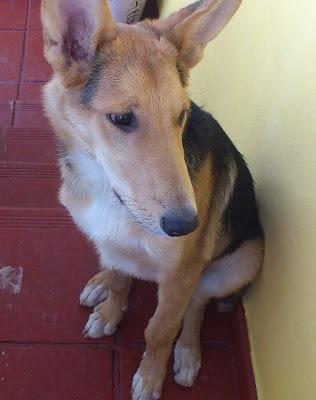 Pocholo, perro cruce de pastor de 1 año busca adoptantes. (Ladridos Vagabundos)