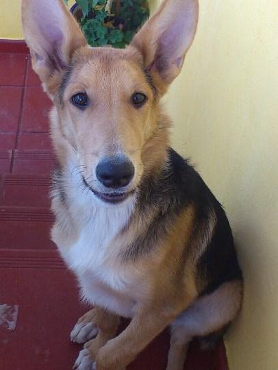 Pocholo, perro cruce de pastor de 1 año busca adoptantes. (Ladridos Vagabundos)