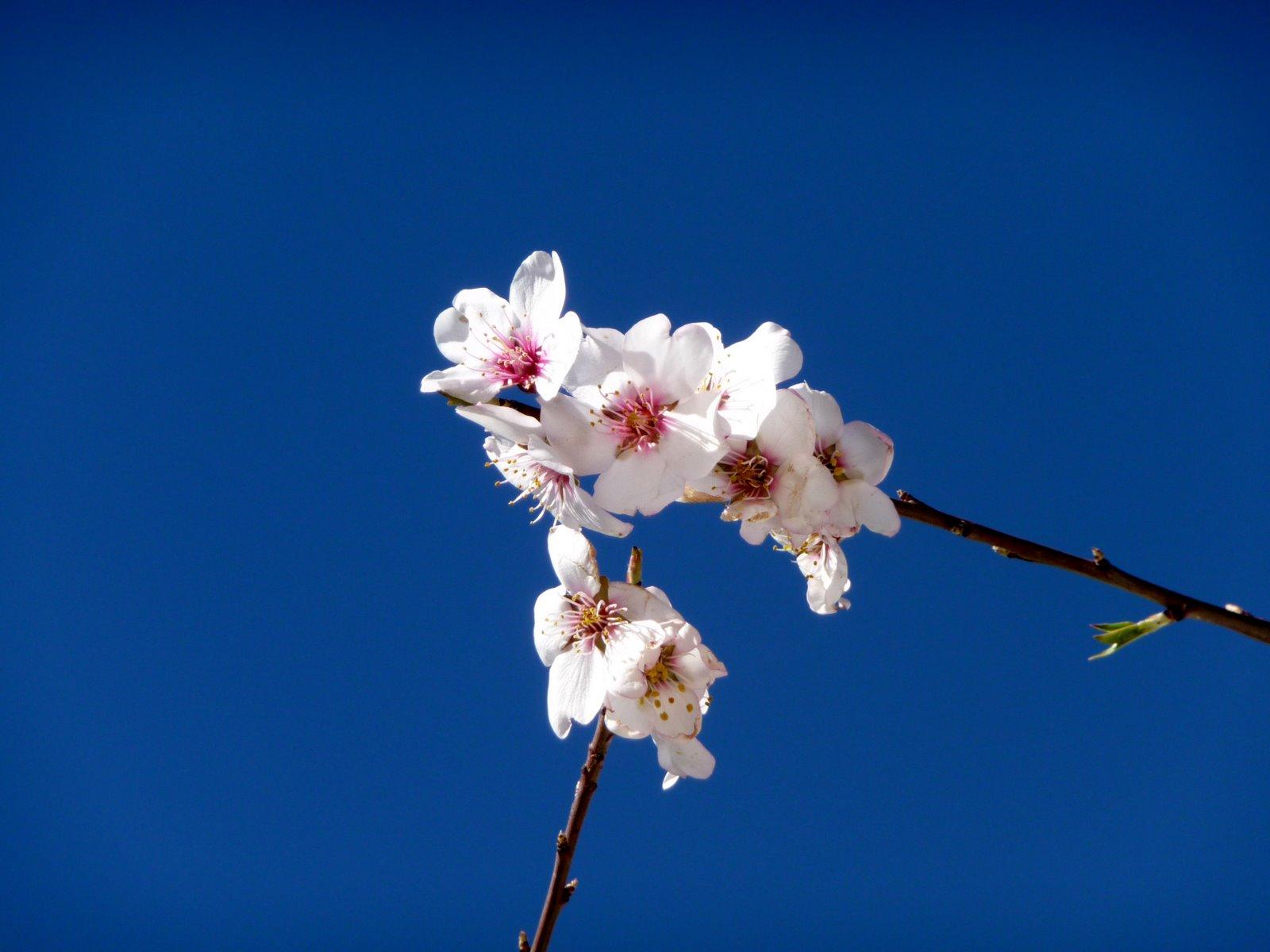 El florecer de los almendros.