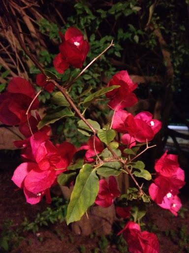 CARNAVAL, YA ESTA AQUI LA PRIMAVERA