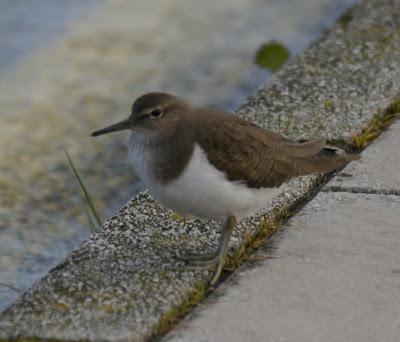 Los grupos de limícolas permanecen estables