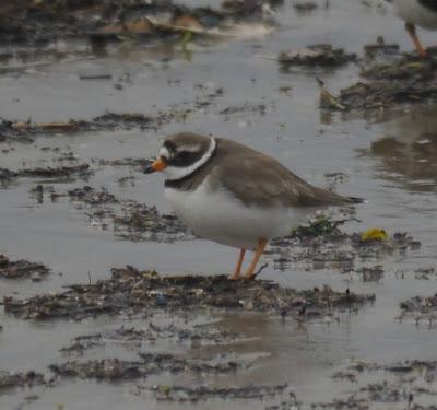 Los grupos de limícolas permanecen estables